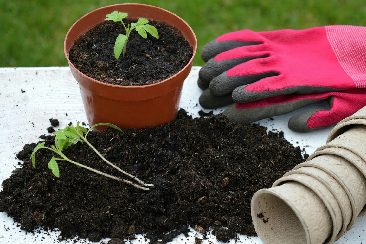 Accorgimenti essenziali per coltivare agrumi rigogliosi: guida pratica con 10 consigli efficaci