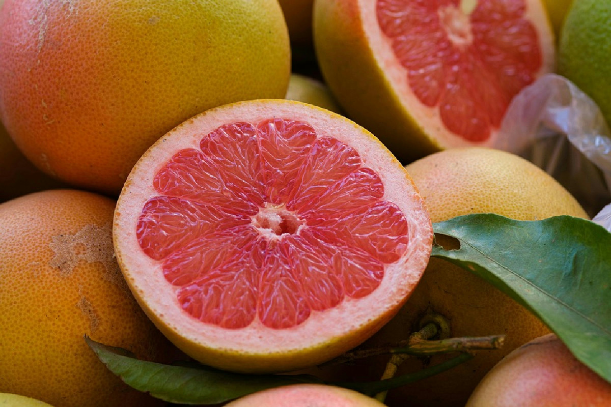 Accorgimenti essenziali per coltivare agrumi rigogliosi: guida pratica con 10 consigli efficaci