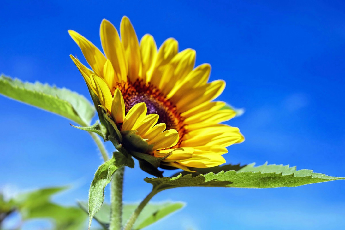 Coltivazione dei girasoli in esterni e vasi: consigli per fioriture splendide e durature