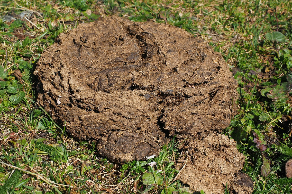 Il fertilizzante ideale per far crescere rapidamente pomodori rigogliosi in giardino