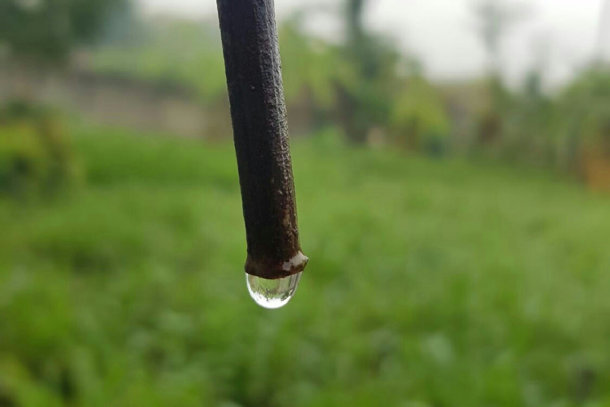 Il momento migliore al mattino per annaffiare le viole e favorire fioriture vivaci e rigogliose
