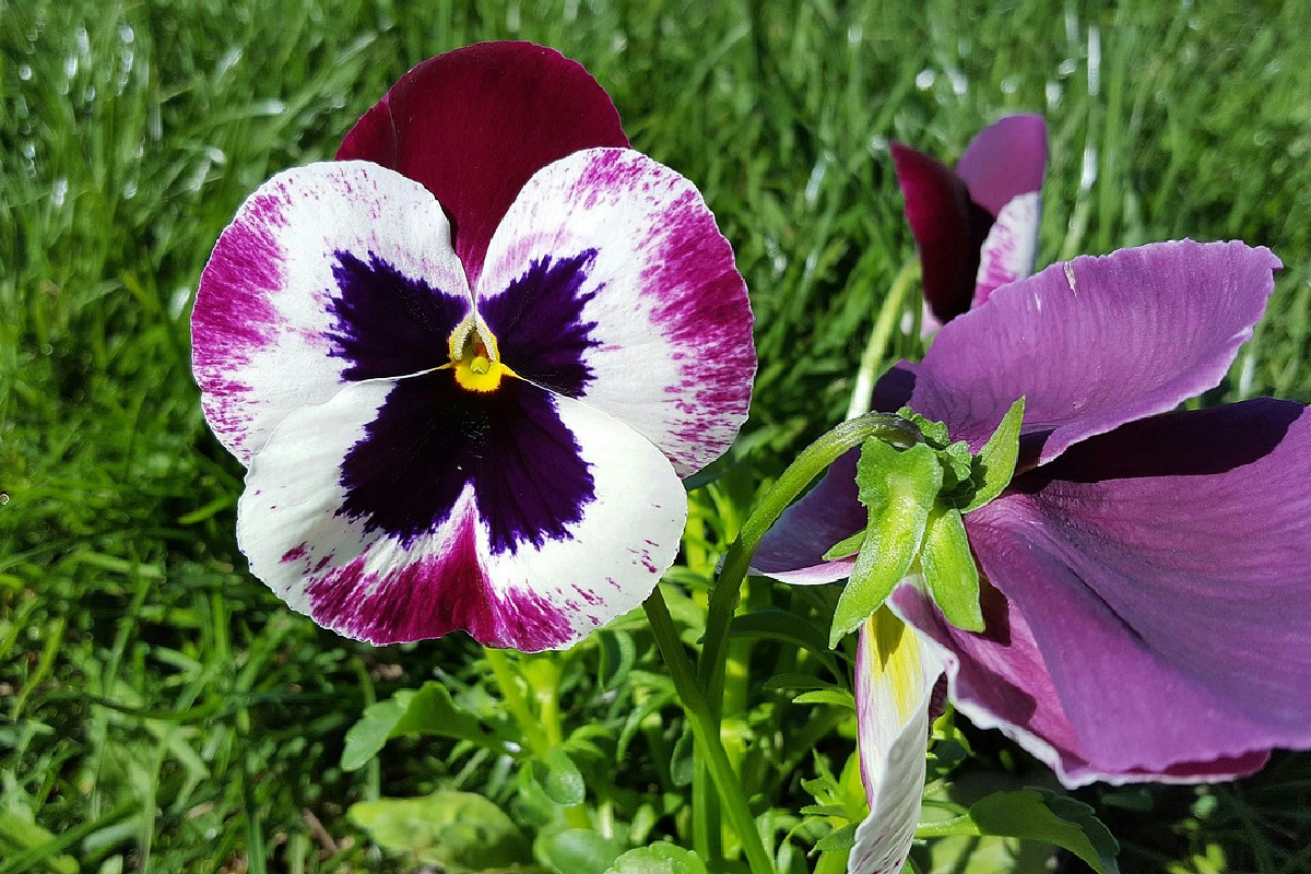 Il momento migliore al mattino per annaffiare le viole e favorire fioriture vivaci e rigogliose