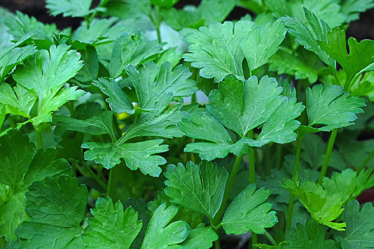 La nuova tendenza gastronomica natalizia che rende ogni cena un successo indimenticabile