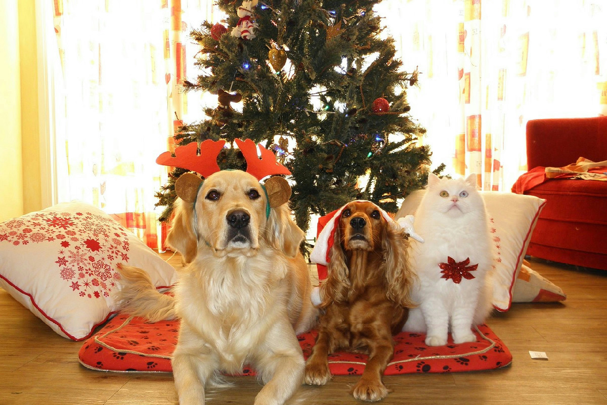 Quando iniziare la preparazione degli animali domestici per un Natale tranquillo e senza stress in casa