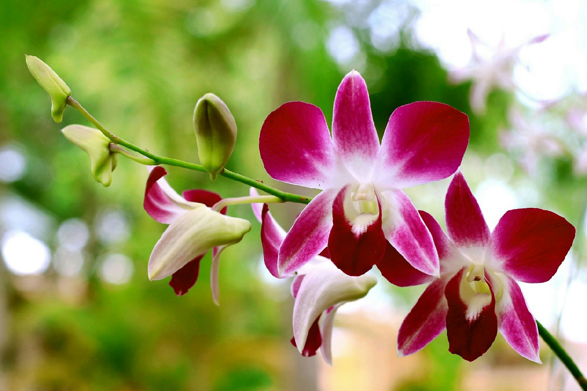 Rinvasare le orchidee dopo dicembre può compromettere la fioritura: cosa sapere per evitarlo