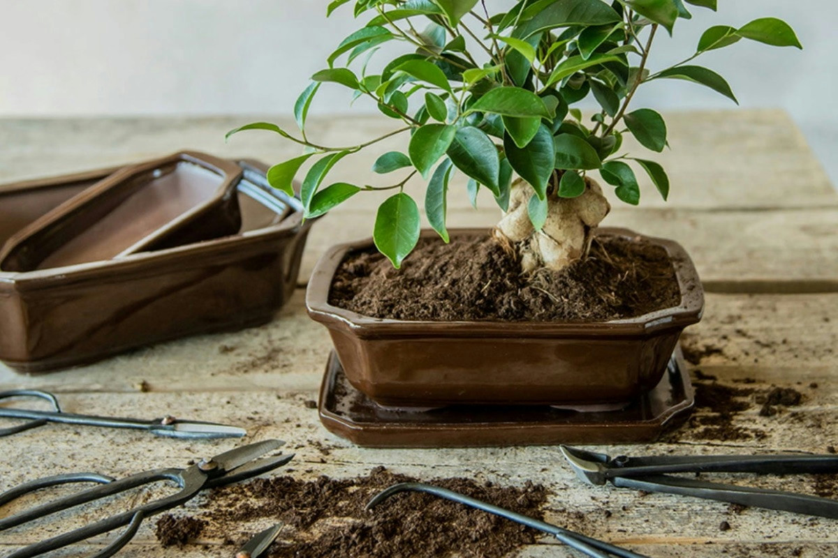 Tecniche efficaci per coltivare e modellare il bonsai ficus in casa e sul terrazzo