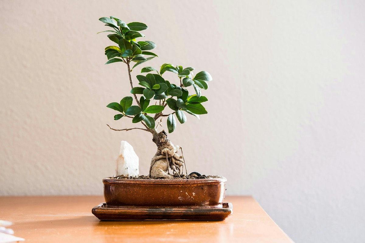 Tecniche efficaci per coltivare e modellare il bonsai ficus in casa e sul terrazzo