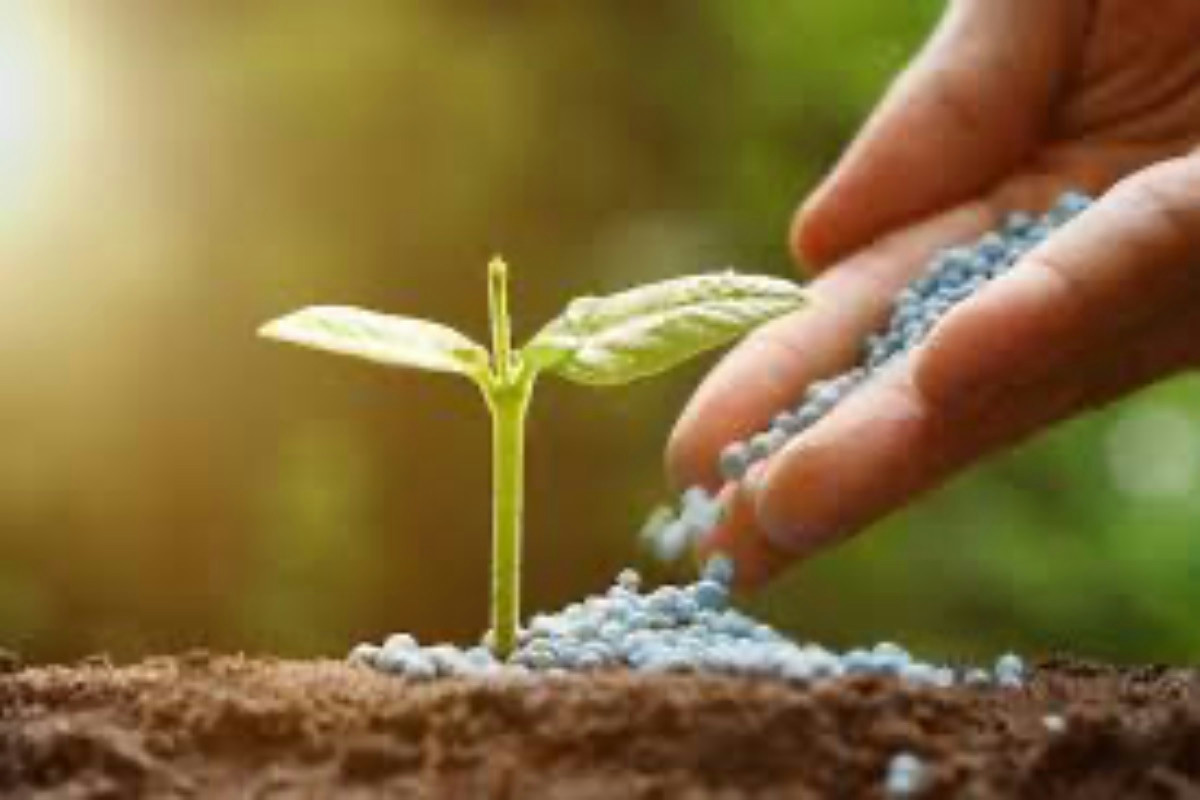 Coltivare orchidee rigogliose: guida completa per mantenerle sane e fiorite a lungo