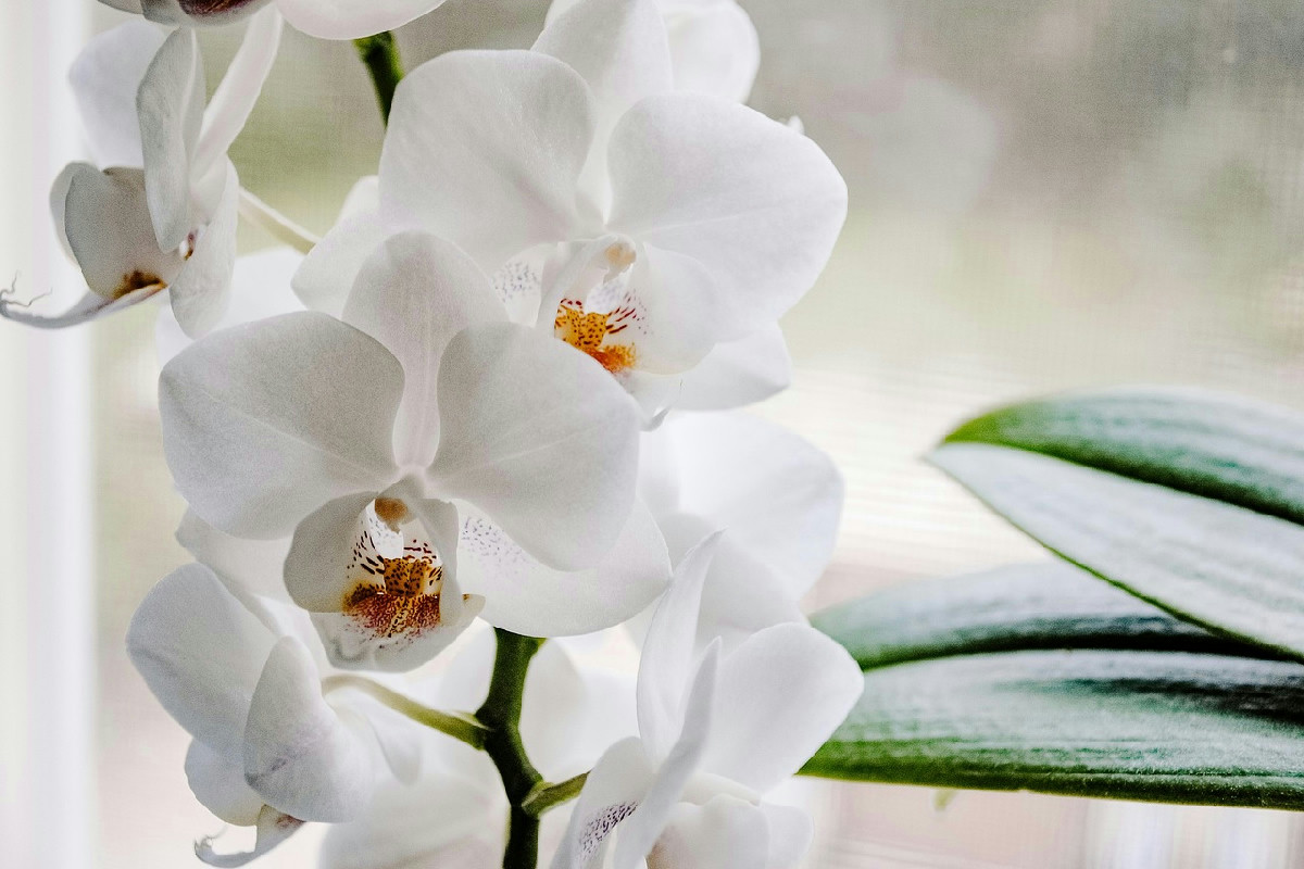 Coltivare orchidee rigogliose: guida completa per mantenerle sane e fiorite a lungo