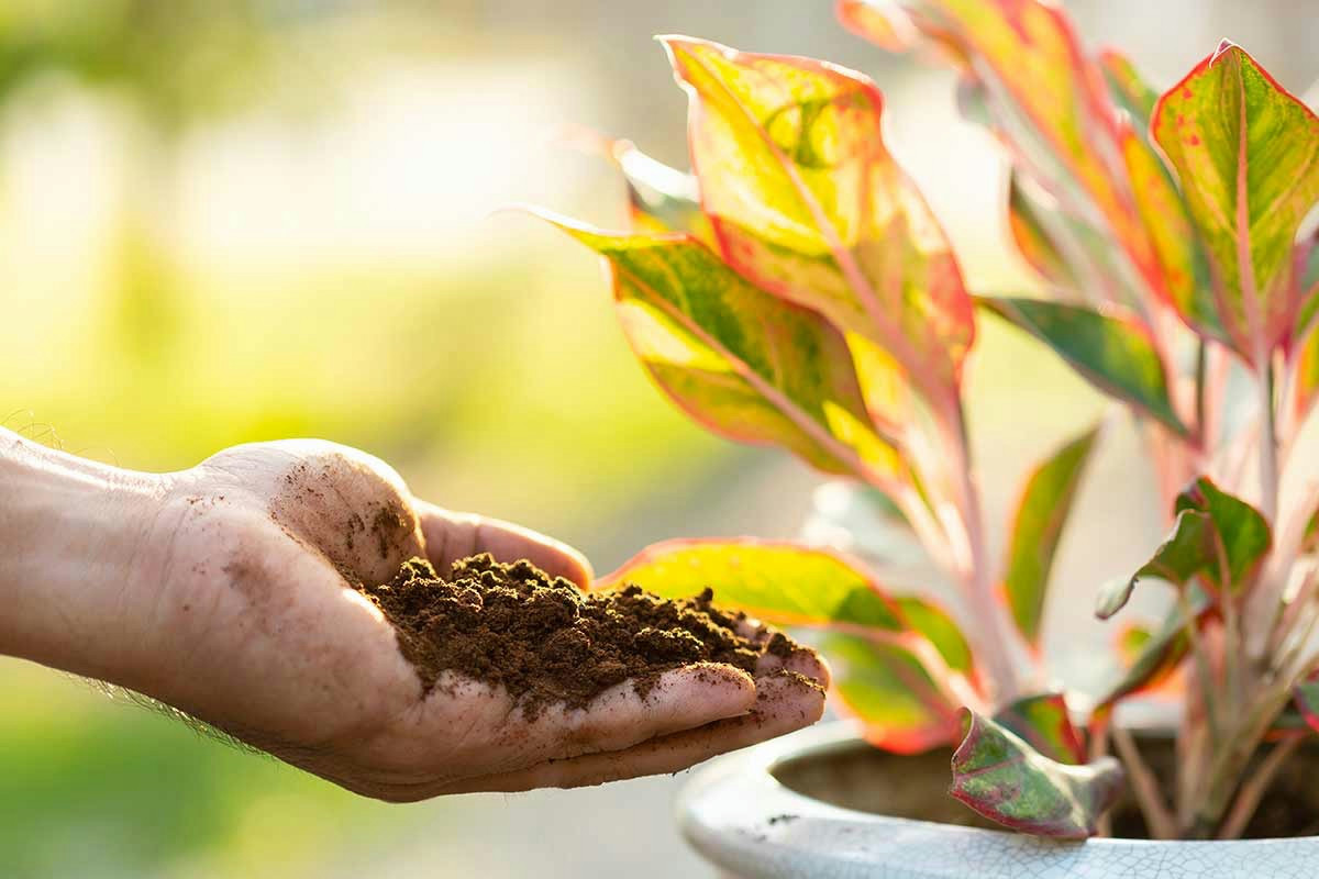 Fondi di caffè come fertilizzante naturale per rinvigorire le piante in casa: guida essenziale