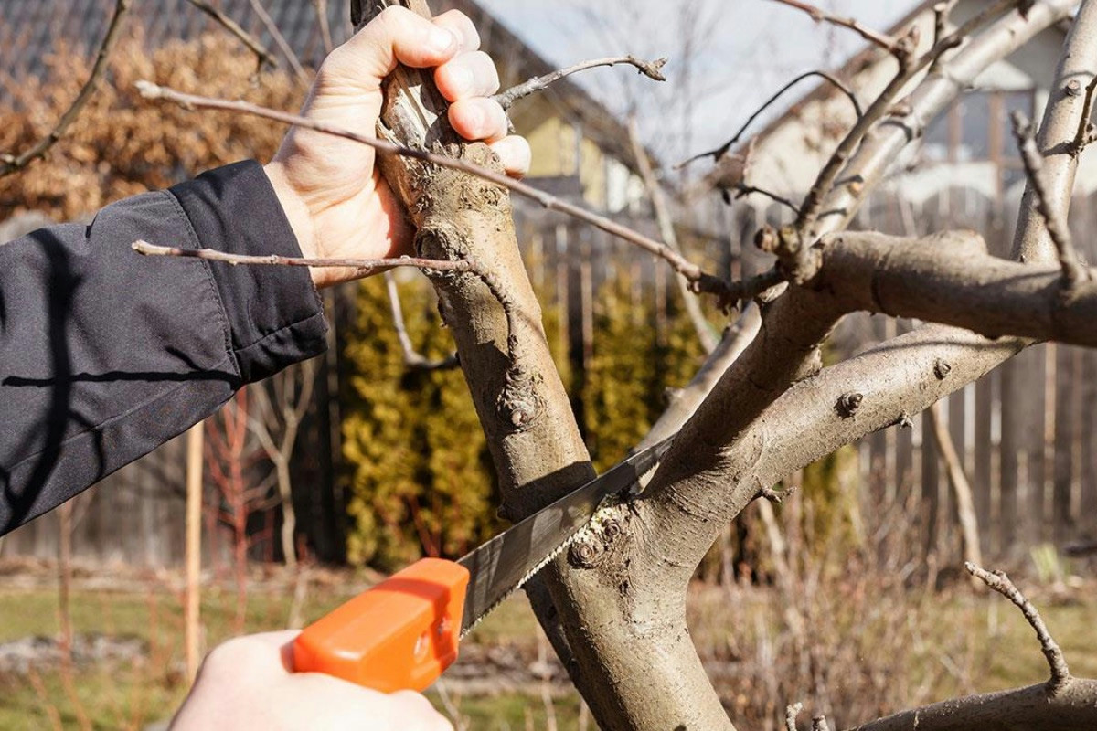 Guida completa alla potatura delle piante da frutto per mantenere salute e produttività degli alberi