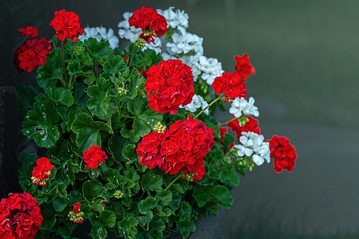 L’arte della potatura dei gerani per fioriture abbondanti e continue durante tutta la stagione