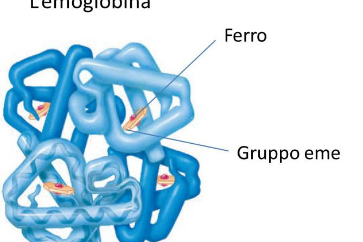 L’importanza del ferro nell’alimentazione: benefici essenziali e segnali di carenza da riconoscere