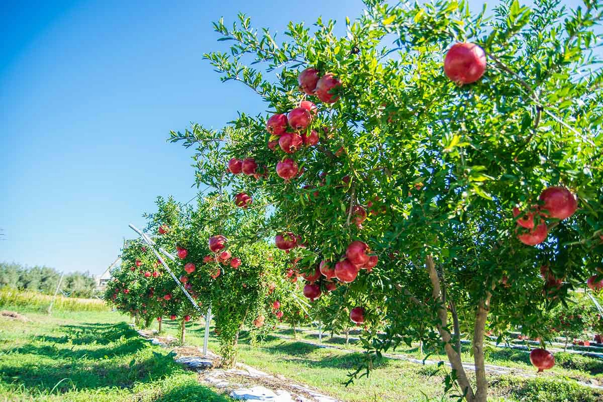 Il periodo migliore per potare il melograno e ottenere frutti dolci e abbondanti