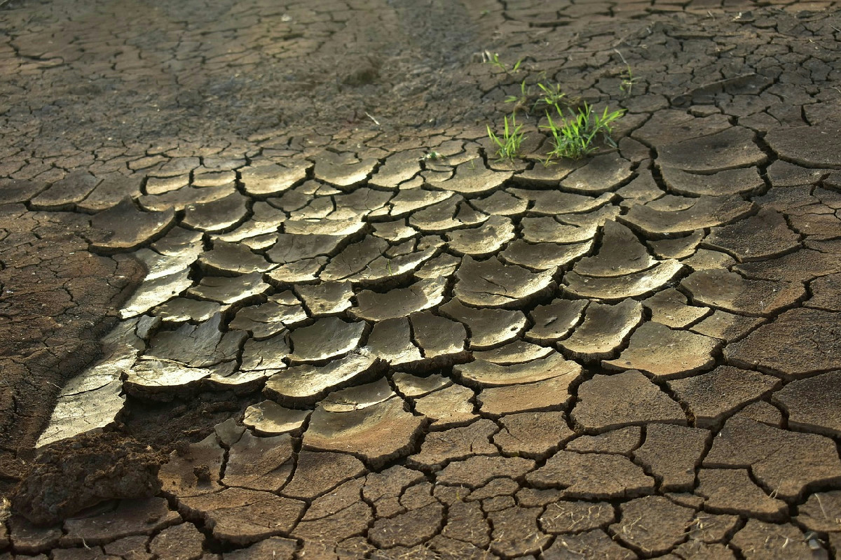 Prato soffocato dalle annaffiature errate: guida completa per nutrire l’Albero di Giada con equilibrio