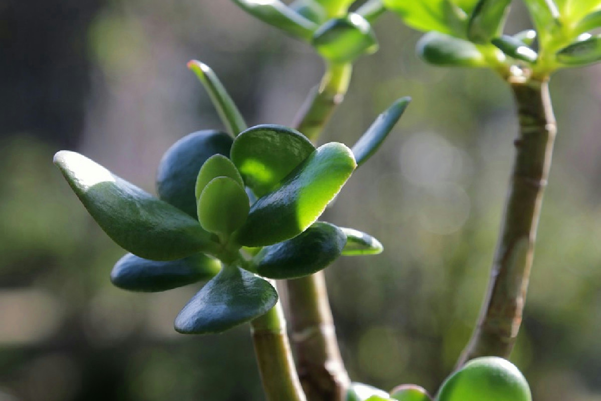 Prato soffocato dalle annaffiature errate: guida completa per nutrire l’Albero di Giada con equilibrio